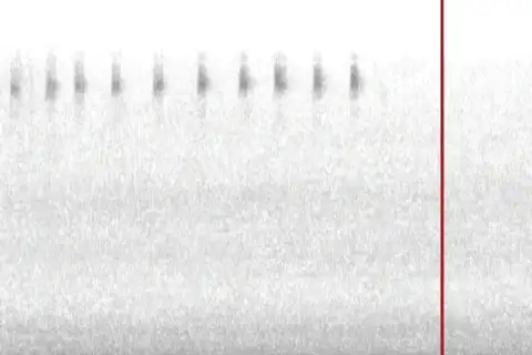 Southern Ground Cricket