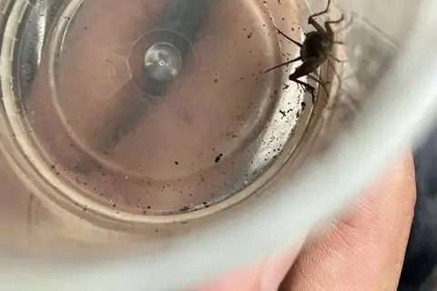 Salt-Marsh Ground Cricket