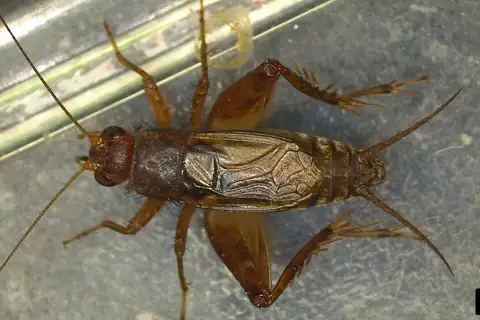 Walker's Ground Cricket