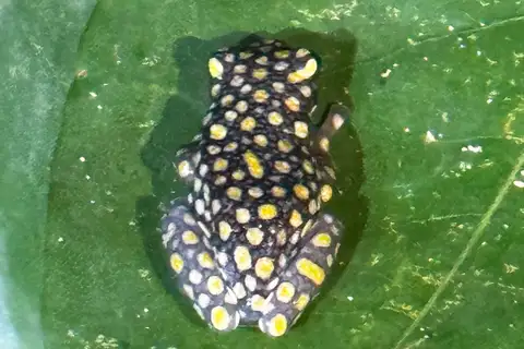Resplendent Frog