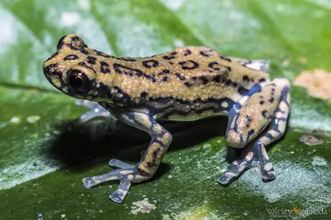 Tukeit Hill Frog