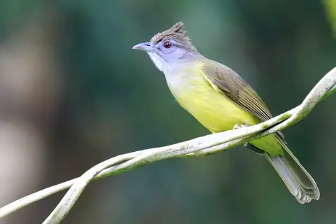 Brown-cheeked Bulbul