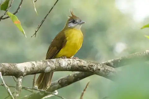 White-throated Bulbul