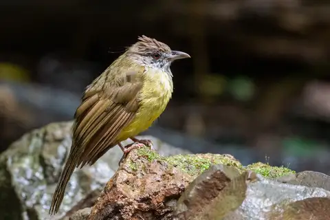 Palawan Bulbul
