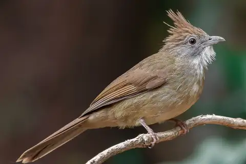 Puff-throated Bulbul