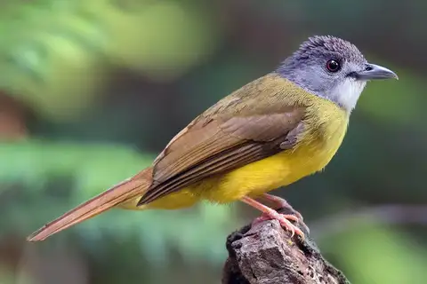 Yellow-bellied Bulbul