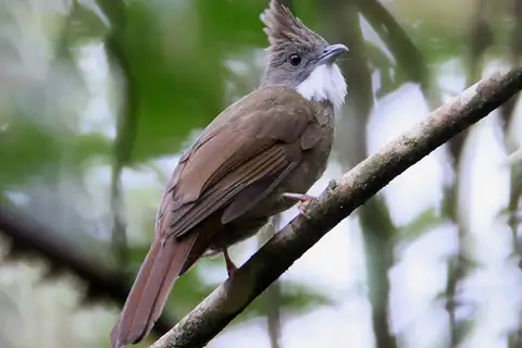 Penan Bulbul
