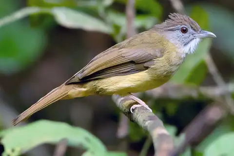 Grey-cheeked Bulbul