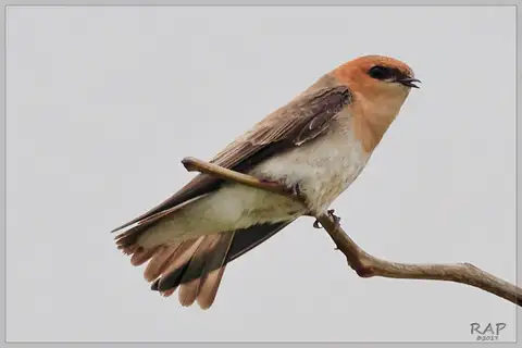 Tawny-headed Swallow