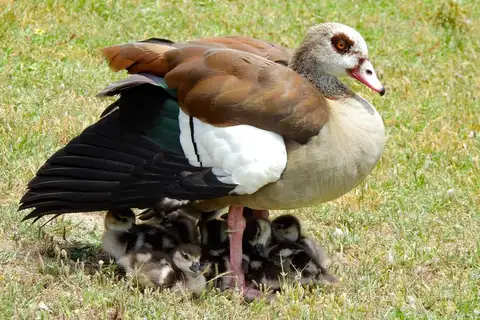 Egyptian Goose