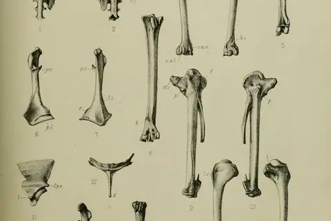 Mauritius Sheldgoose