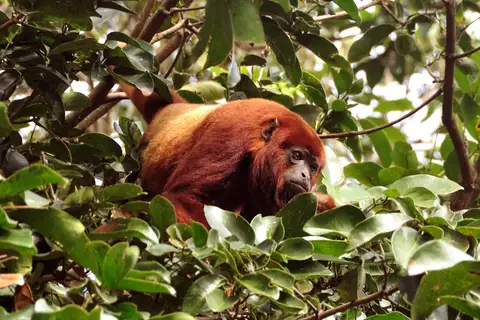 Ursine Howler Monkey