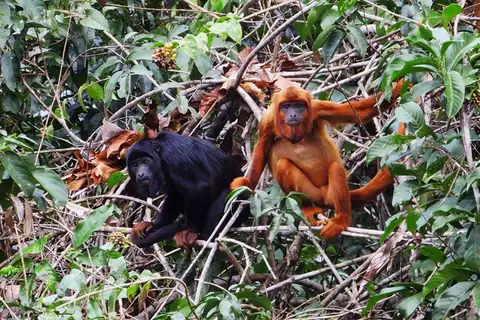Red-handed Howler Monkey
