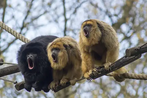 Black-and-gold Howler Monkey