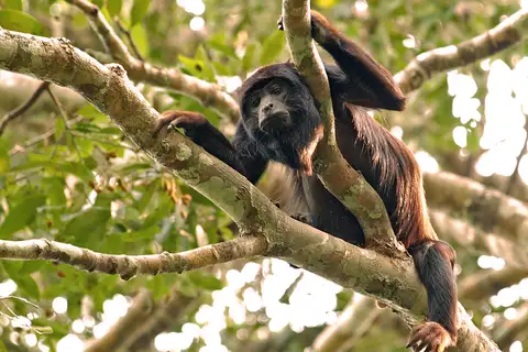 Spix's Red-handed Howler Monkey