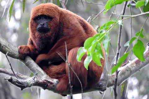 Brown Howler Monkey