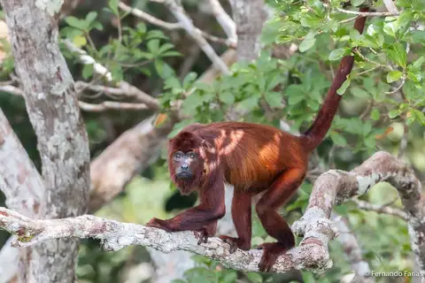Guianan Red Howler Monkey