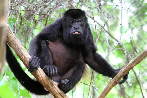 Mantled Howler Monkey