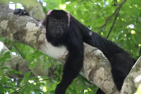 Yucatán Black Howler Monkey
