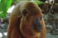 Bolivian Red Howler Monkey