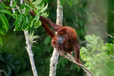 Colombian Red Howler Monkey