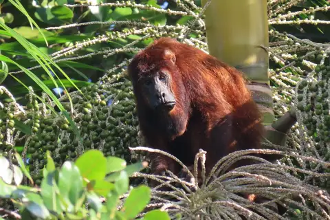 Maranhao Red-handed Howler Monkey