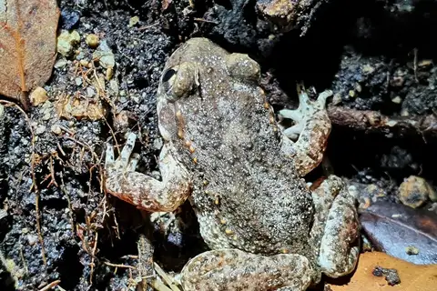 Catalonian Midwife Toad