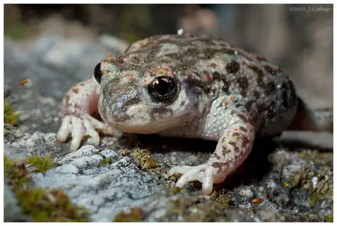 Iberian Midwife Toad
