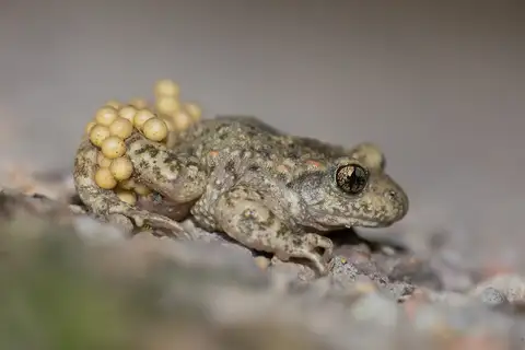 Common Midwife Toad