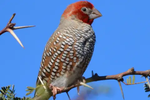 Red-headed Finch