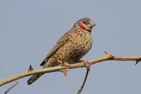Cut-throat Finch