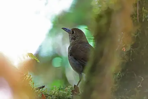 Greater Ground Robin
