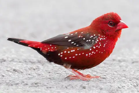 Red Avadavat