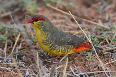 Orange-breasted Waxbill