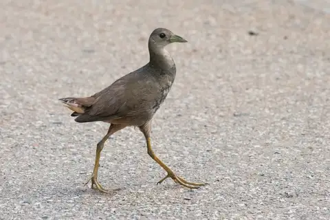 Pale-vented Bush-hen