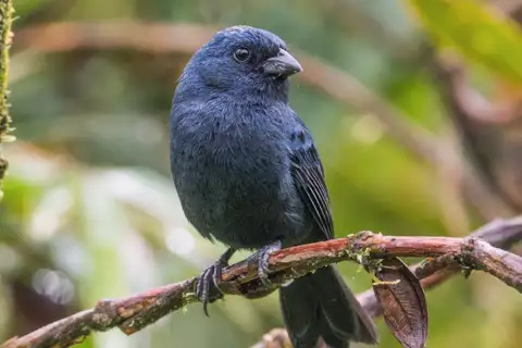 Ecuadorian Seedeater