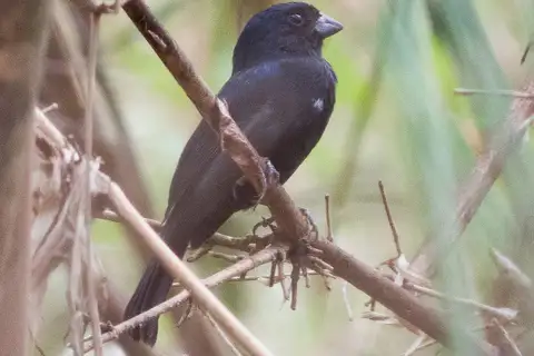 Carrizal Seedeater