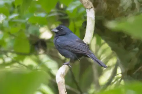 Blue Seedeater