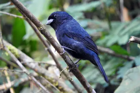 Blackish-blue Seedeater