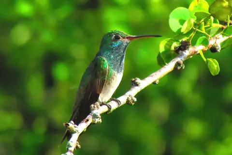 Honduran Emerald