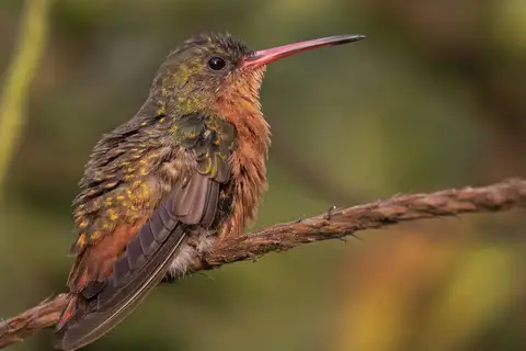 Cinnamon Hummingbird