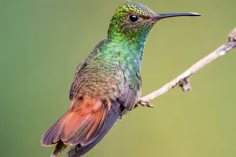 Rufous-tailed Hummingbird