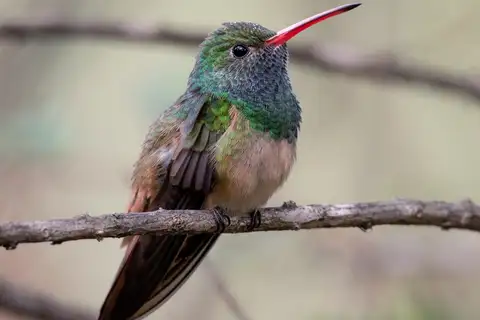 Buff-bellied Hummingbird