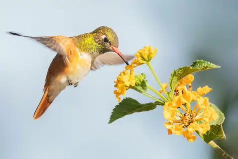 Amazilia Hummingbird