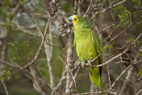 Turquoise-fronted Amazon