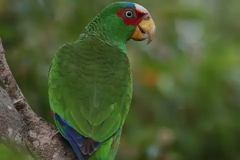 White-fronted Amazon