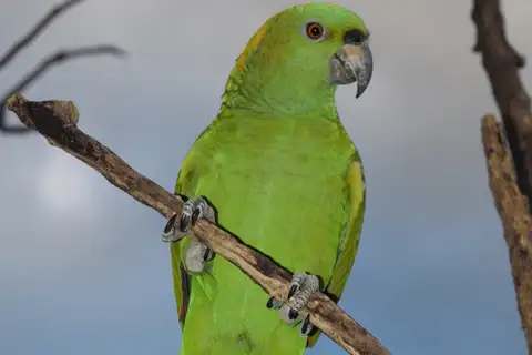 Yellow-naped Amazon