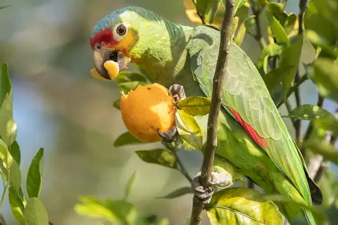 Red-lored Amazon