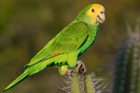 Yellow-shouldered Amazon