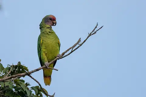 Red-tailed Amazon